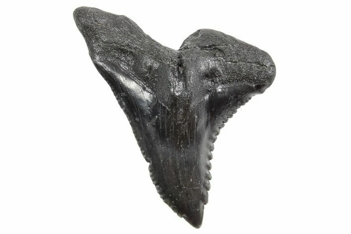 Large, Snaggletooth Shark (Hemipristis) Tooth - South Carolina #360817